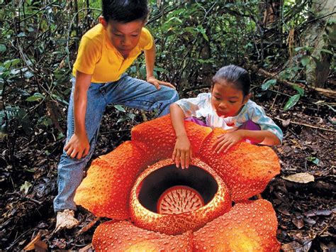 The rafflesia genus boasts 16 species of flowering plants, all of which hail from the jungles of borneo, sumatra and java in southeast asia and malaysia. Da li ste znali on Twitter: "Raflezija arnoldi proizvodi ...