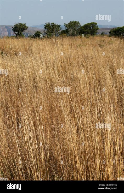Africa Savanna Green Grass Tall Hi Res Stock Photography And Images Alamy