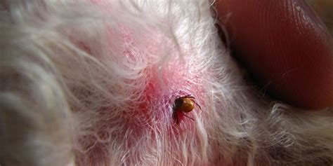 Are Tick Bites Painful For Dogs