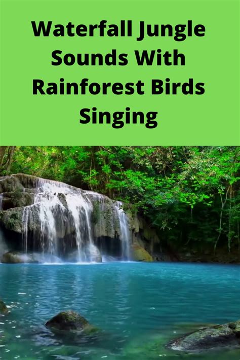 Waterfall Jungle Sounds With Rainforest Birds Singing Jungle Sounds
