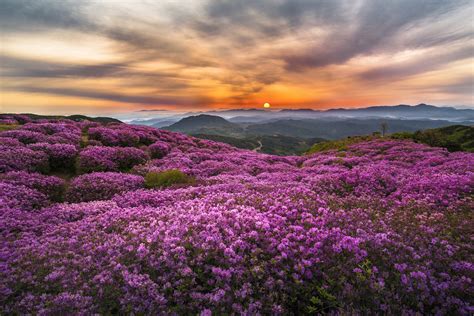 Download Purple Flower Sunset Mountain Nature Flower Hd Wallpaper