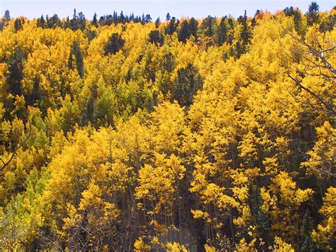 Changing Aspens Free Photo Download Freeimages