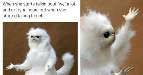 15 Hysterical Persian Cat Room Guardian Memes That Will