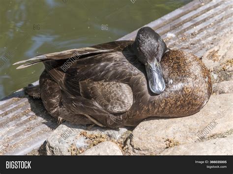 One Brown Duck Black Image And Photo Free Trial Bigstock