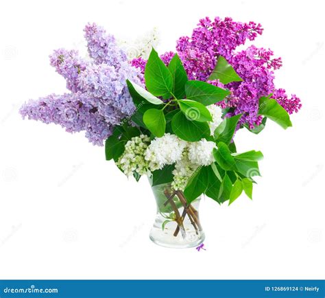 Fresh Lilac Flowers Stock Photo Image Of Flora Beauty 126869124