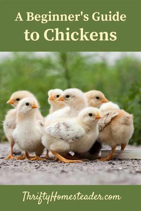 A Beginners Guide To Chickens Chickens Day Old Chicks Urban Chickens