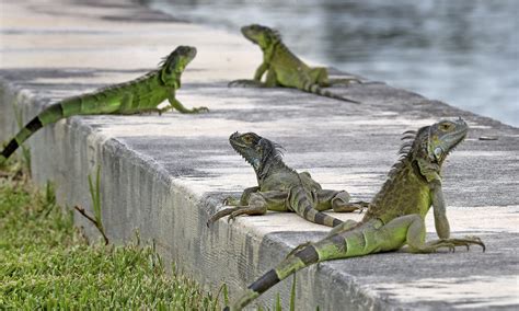 Why Iguanas Love South Florida Biobubblepets