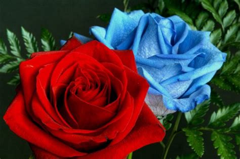 7 Interesting And Unique Facts About Roses That You Didnt Know