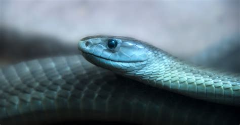 Blue Mamba Snake