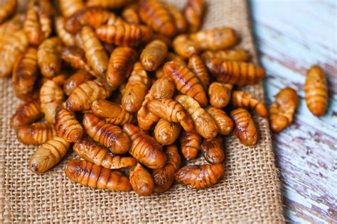 Pupa On Sack Background Fry Silk Worms Fried Pupa For Food Beetle