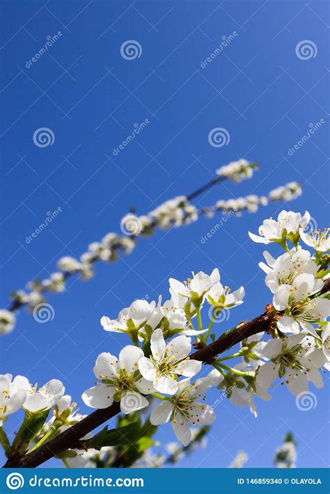 Beautiful White Flowers Of Plum In Spring Against Blue Sky Stock Photo