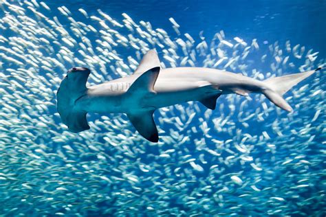 Hammerhead Sharks Hold Their Breath To Stay Warm In Cold Water New