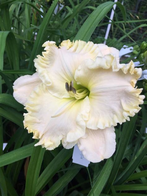 Daylily Hemerocallis Jammins Magnolia Bell In The Daylilies