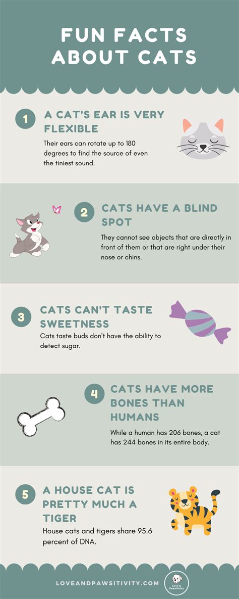 Fun And Interesting Facts About Cats Fun Facts About Cats All About