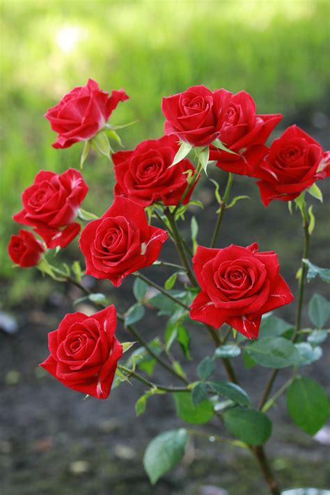 Brilliant Stars Red Spray Roses Beautiful Rose Flowers Pretty