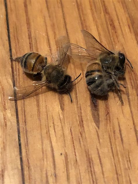 Ive Recently Found Several Bees Inside My House These Two Are Dead