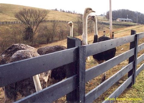 Quick temporary fences is the ideal source for critical information concerning temporary fencing, such as your local legislation or even how you can rent a temporary fence. Ohio Fence Company | Eads Fence Co.. Pet & Exotic Animal ...