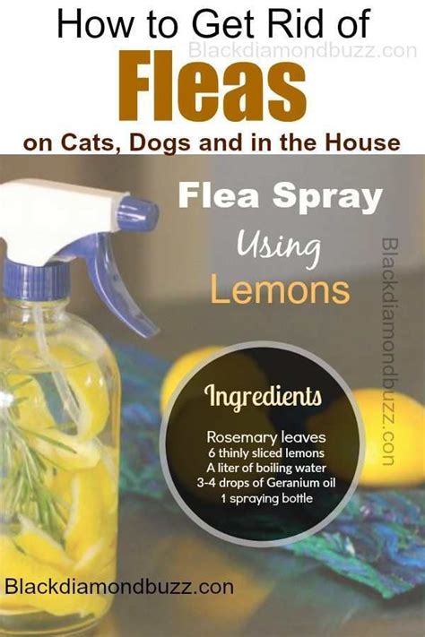 Lemon Fleas Spray How To Get Rid Of Fleas Fast In The Home On Dogs