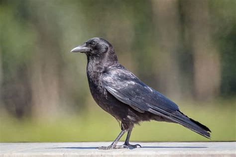American Crow Appearance Habitatbehaviornestingdiet North
