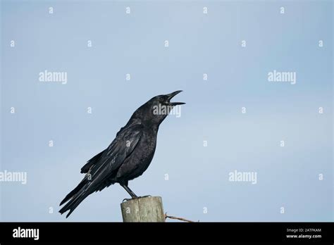 American Crow Calling Stock Photo Alamy