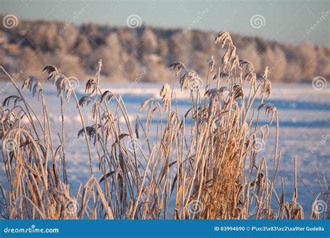 Frozen Lake And Reed Stock Photo Image Of Temperature 83994690