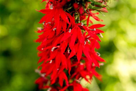 How To Grow And Care For Cardinal Flower