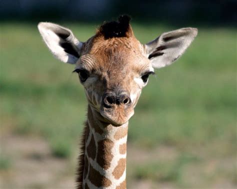 Meet Zawadi This Female Giraffe Was Born At The Detroit Zoo On Aug 6