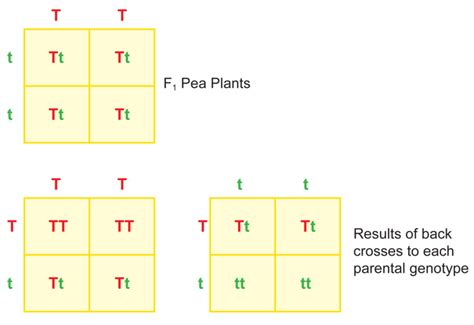 A punnett square may be used to predict the possible genetic outcomes of a monohybrid cross based on probability. Activities and Answer Keys | CK-12 Foundation