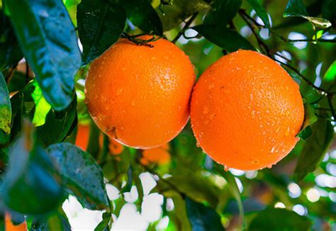 The valencia orange trophy, better known as winners. Naranja Navelate la MEJOR Naranja del Mundo | FrutaMare
