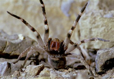 Brazilian Wandering Spider Steve Downer Wildlife Cinematographer