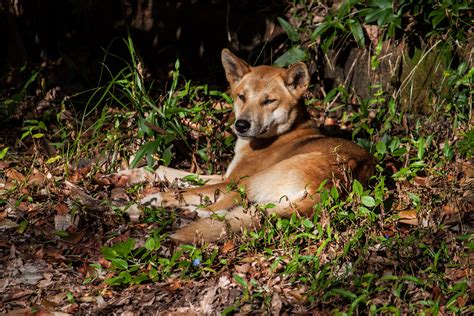 Dingo Dingo Canis Lupus Dingo Sur Fraser Island Cédric Larouche