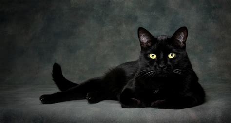 Doù Viennent Les Superstitions Sur Le Chat Noir