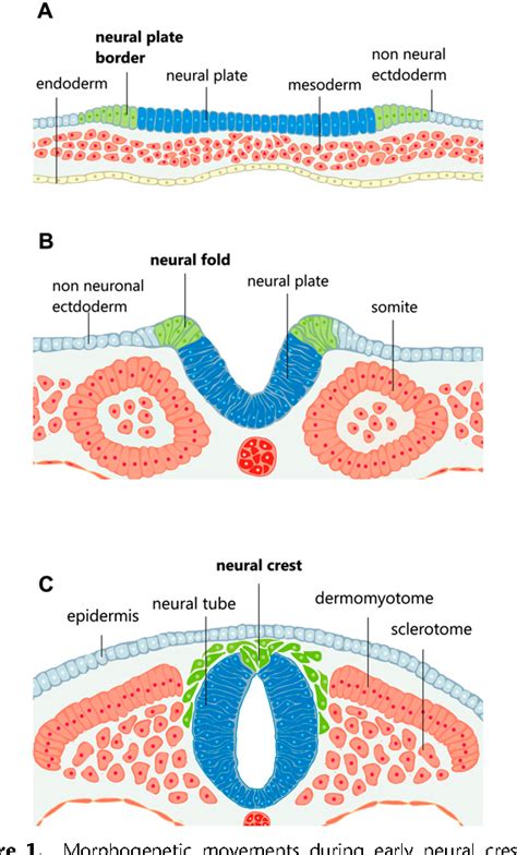Figure 1 From Insights Into Neural Crest Development And Evolution From