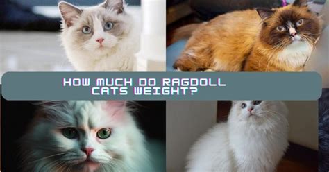 ragdoll cat size comparison detail guide 2024 ragdoll care hub