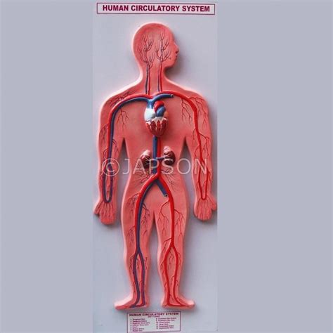 Human Model Circulatory System Big