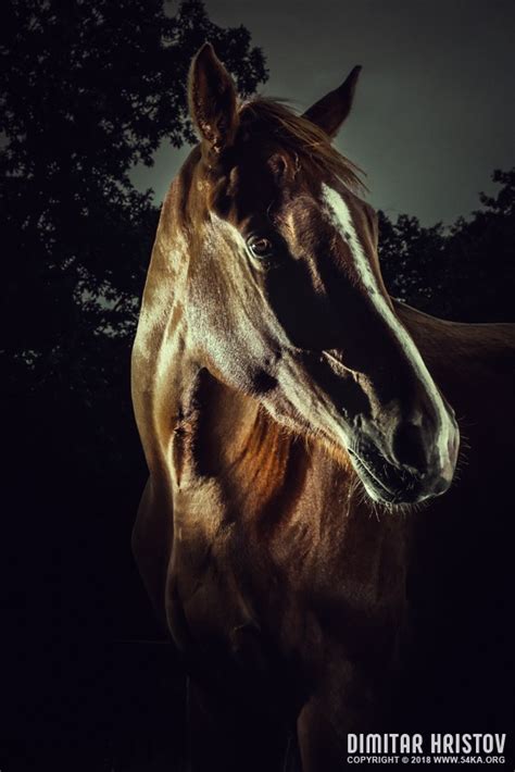 Horse Portrait Equestrian Beauty 54ka Photo Blog