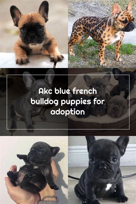 The french bull dog club of america is truly committed to continuously promoting the health and welfare of the. AKC BLUE FRENCH BULLDOG PUPPIES FOR ADOPTION for Sale in ...