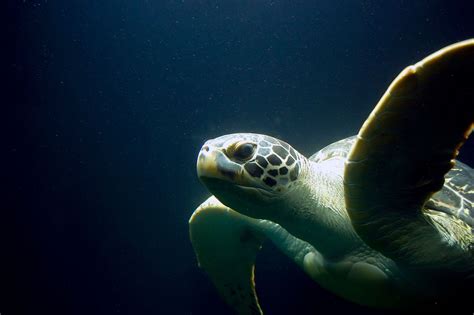 Images Gratuites Sous Marin La Biologie Tortue De Mer Reptile La Vie Marine Aquarium