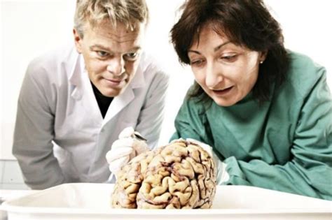 Nobel De Medicina 2014 Para El “gps Del Cerebro” Neoteo