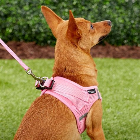Best Harnesses For New Puppies