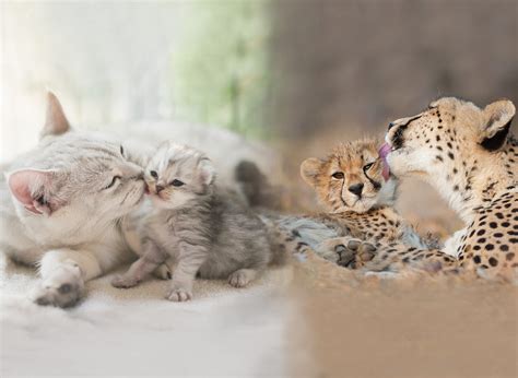 Internationaler Tag Der Katze Qualipet Blog Rund Um Tiere And Tierzubehör