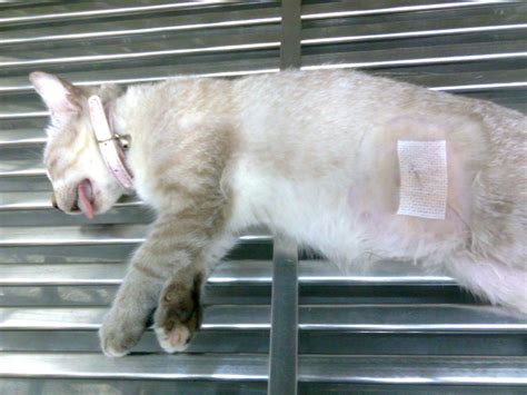 Two Females Cats Spayed Animalcare