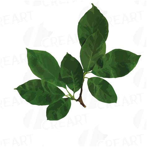 Download Watercolor white Magnolia flowers and leafs clip art pack ...