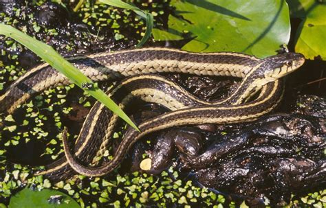 Garter snakes are one of the easiest snakes to care for in captivity. Snakes of around the world: Eastern Garter Snake