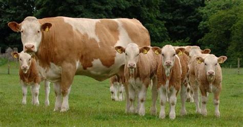 Cows Simmental Breed Originally From Switzerland
