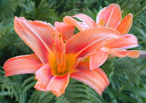 Maybe you would like to learn more about one of these? Top Ten Kentucky Perennial Flowers | Louisville, KY ...