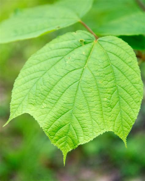 Everything You Need To Know About Striped Maple Trees Dengarden