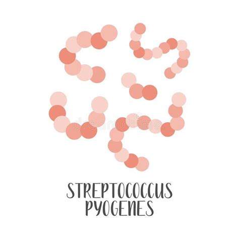 Streptococcus Pyogenes Pathogen Spherical Gram Positive Bacteria