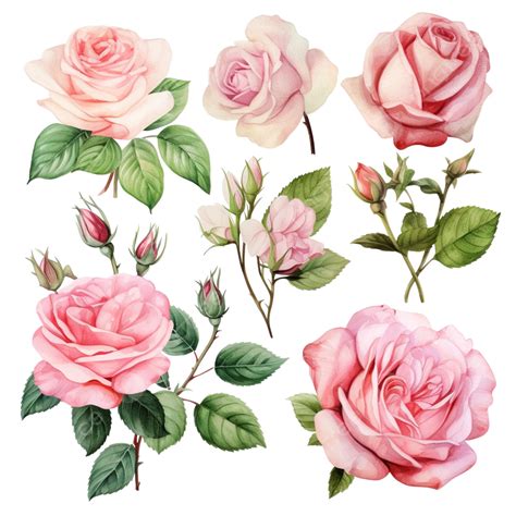 Collection Of Vintage Roses With Branch Colorful Watercolor Pink