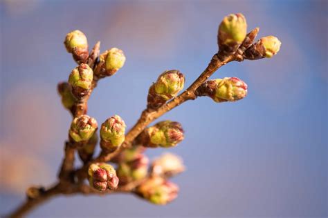 Dc Cherry Blossom Watch Update March 19 2019